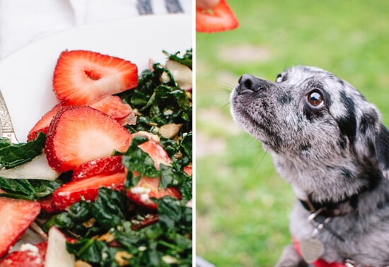 dog begging for strawberry